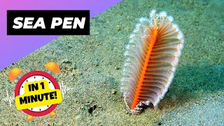 Sea Pen 🪸 Alien-Like Creature Of The Ocean Floor | 1 Minute Animals