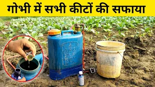 गोभी के सभी कीटों को एक ही स्प्रे में सफाया करें | gobhi ke kitnashak | Phool gobhi insecticide