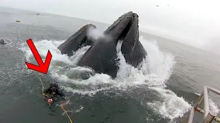 Diver saved a whale… Take a look at how the animal thanked him for his help!