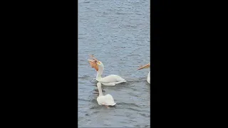 Pelican Eats Fish Whole