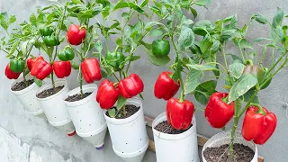 How to grow bell peppers in recycled plastic bottles: a high-yield new gardening method