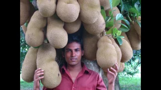 A Fruit of Bangladesh "Kathal" That name as Jack Fruit