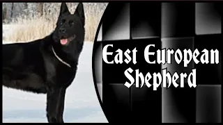 East European Shepherd - If the German Shepherd is too small - Dogs Special