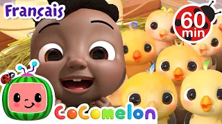 Dix petits oeufs | CoComelon - L'Heure de Cody | Chansons pour bébés