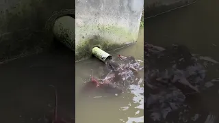 Begini Kalau Ikan Lele Sedang Lapar