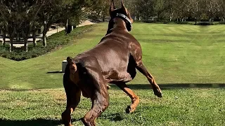 BEST OF DOBERMAN | THE SUPER INTELLIGENT DOG