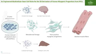 Video Synopsis: Myogenic 3D Differentiation of hiPSCs (EMBOJ)