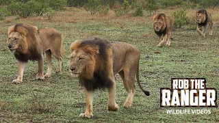 Majestic Male Lions Roam In The Rain