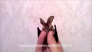 Летучая мышь УШАН:) Grootoorvleermuis (Plecotus Auritus) - Brown Long-Eared Bat