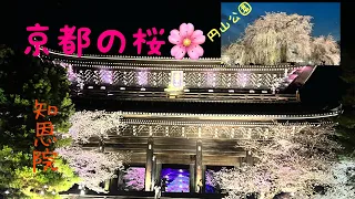 京都の円山公園と知恩院と祇園白川の桜🌸