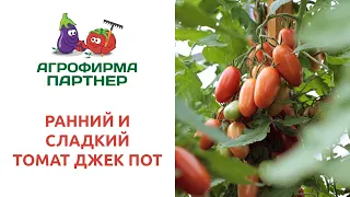 РАННИЙ И СЛАДКИЙ ТОМАТ ДЖЕК ПОТ