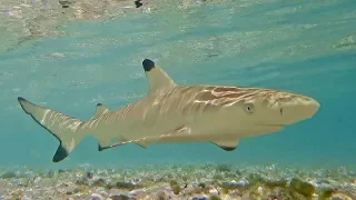 Snorkeling Maldives 2017 – REEF LIFE (4K | UHD)