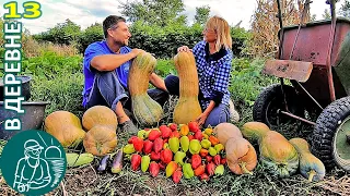 🎃 Harvesting: Pears, Peppers, Pumpkin, Melon 🏡 The Life of the Gordeevs in the Village - Vlog 13