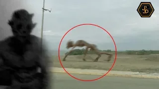 Top 5 Mysterious Creatures Caught on Camera 2019