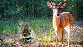1.5 HOURS of Relaxing Trail Camera Videos (Deer, Coyotes, Wild Boar)