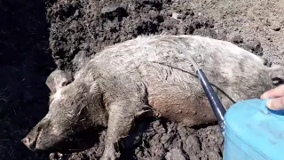 🐖Бабы каются девки собираются🐖 🐖       🐖🐖