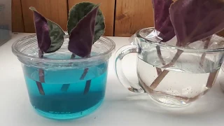 African violet leaves in water versus leaves in soil science project part 1