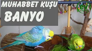 Muhabbet Kuşu Banyo Alıştırma ve Banyo Yapması ile ilgili Bilgiler