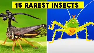 15 RAREST Insects You Might Never See In Your Life