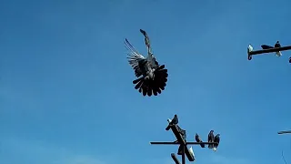 Обзор на николаевских голубей