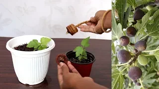 Grow Anjeer / Fig from Seeds | Dry Fruit अंजीर उगाएं घर पे आसानी से