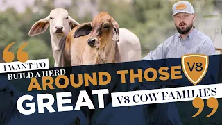 "I Want to Build a Herd Around Those Great V8 Cow Families" - Creating a Brahman Herd with V8 Cattle