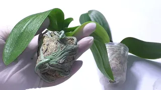 Получила Орхидеи Сухари. Как правильно отпоить кисельные листья и скукоженные корни.