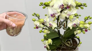 Just 1 cup, makes both roots and orchids bloom easily all year round