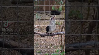 kookaburra laughing 🤣 #bridlingtonanimalpark #kookaburra #bird #bridlington