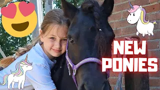 New ponies!! The days we bought them for the kids and for myself | Friesian Horses
