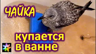 🐥🛁 # 19 Chick of a seagull bathes in a bath
