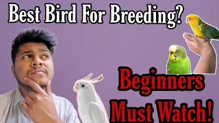 The Easiest Bird to Breed for Beginners || All About Pets (Hindi)