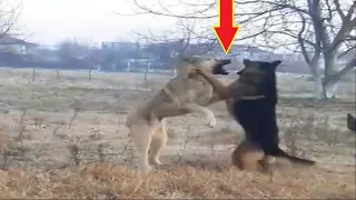 Anatolian Shepherd VS German Shepherd's Play Fight turned Serious!!!