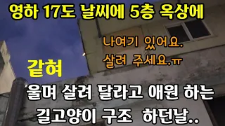 영하17도 5층 옥상에 갇혀 애타게 울며 살려 달라고 애원 하는 어린 길고양이 구조 하던날