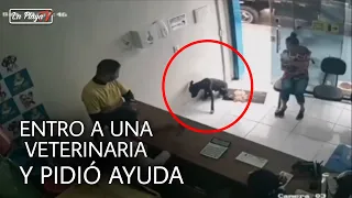 TRISTE: Perro callejero entró a una veterinaria y pidió que lo ayudarán con su patita