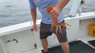 Live Squid for Bait