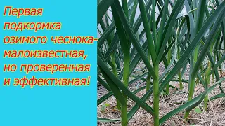 Об этой подкормке чеснока вам никогда не расскажут те, кто умеет его выращивать!