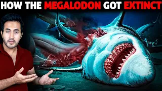 How Did The MEGALODON Got Extinct? | Who Killed It?