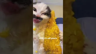 Funny cats