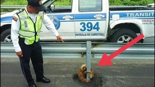 A policeman rescues a frightened sloth stuck on the highway