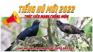 2022   Tiếng chim Tu Hú Mới   Âm Thanh Săn Bẫy