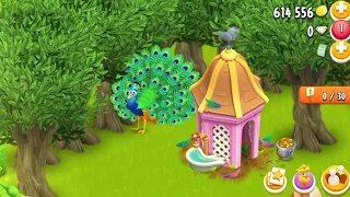 Beautiful Peacock in hayday