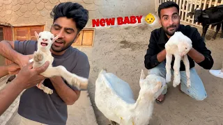 Hmary Mini Zoo Main Baby Goat Agea😍