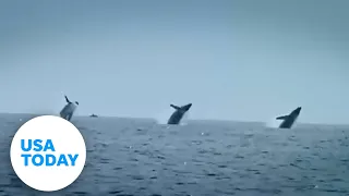 Humpback whales trio breach water with epic synchronization | USA TODAY