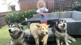 Adorable Baby Girl Easter Egg Hunt With Her 3 Wolves! (Cutest Ever!!)