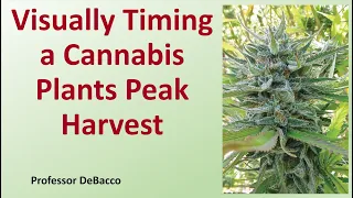 Visually Timing a Cannabis Plants Peak Harvest