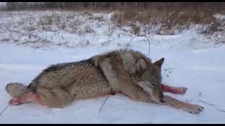 Волчья петля