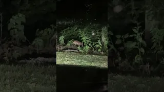 Fox? Coyote? Dog? What is it? it had a Mangy Tail and Head looked like a Fox Head, Part 1 of 2