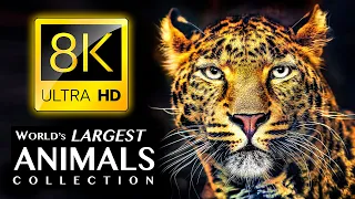 World's Largest Animals Collection 8K ULTRA HD