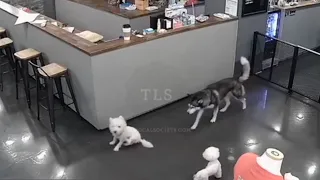 Husky kills poodle at Dog Café - GRAPHIC